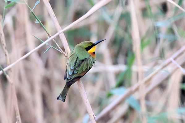 Little Bee-eater